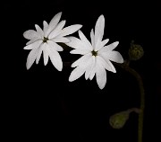 Lithophragma 18-9324
